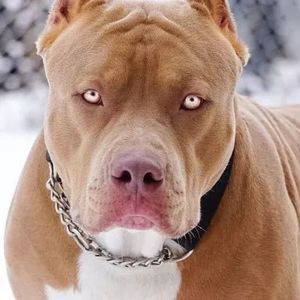 Meet your Posher, Brooke n jason